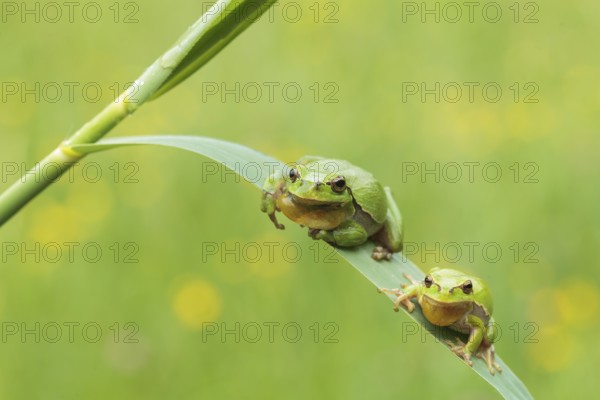 Two European Tree Frogs (Hyla arborea), Kufstein District, North Tirol, Tirol, Austria, Europe