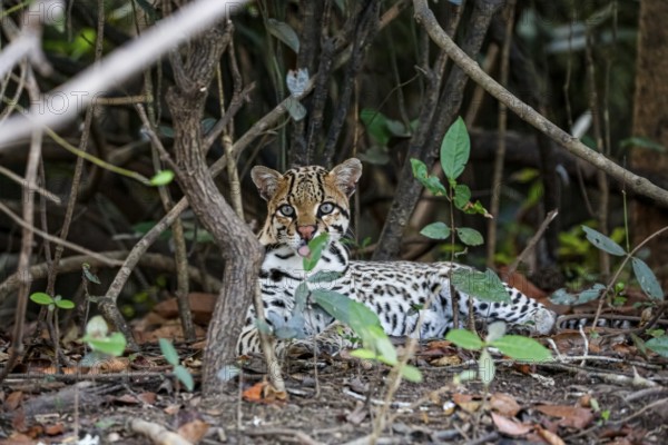 Young Ocelot resting in the undergrowth at a river edge, facing camera, Pantanal Wetlands, Mato