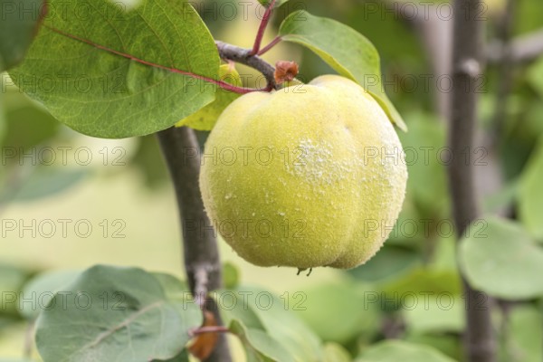 Pear quince (Cydonia oblonga 'Champion')