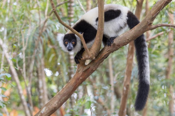 Africa, Madagascar, lemur, lemurs, indri (Indri Indri), Africa
