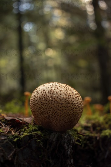 Common earthball (Scleroderma citrinum), close-up, growing on a mossy tree stump surrounded by