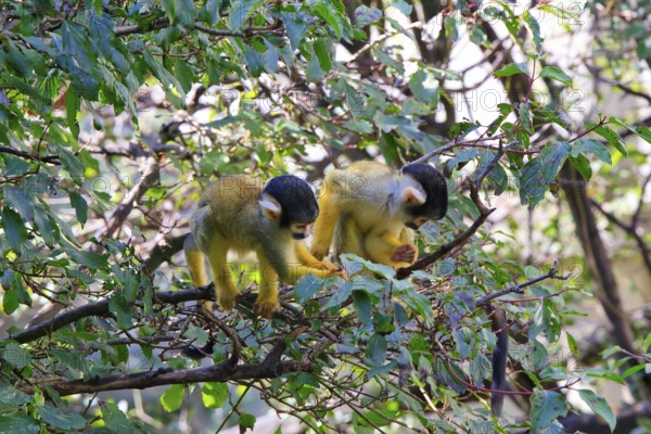 Two monkeys sitting on a branch, surrounded by green leaves and actively participating in their
