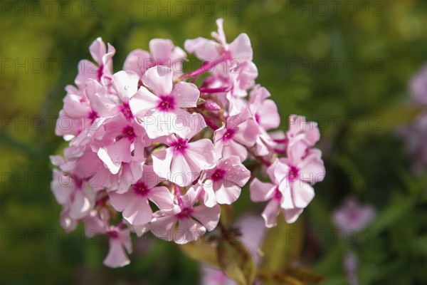 Close-up of pink flowers (Phlox) with a green blurred background, showcasing the blossoms in a