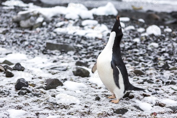 Beautiful landscape and scenery in Antarctica. Freezing