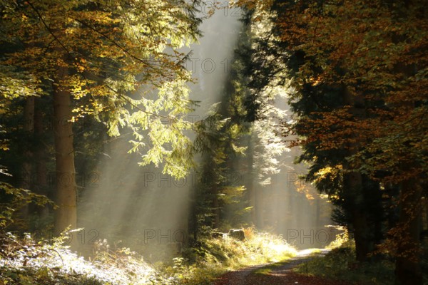 Rays of sunshine shining into the Monbach valley near Bad Liebenzell