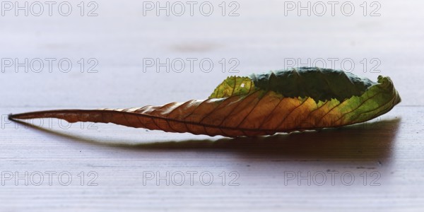 Withered, curled leaves