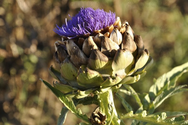 Blooming artichoke in a vegetable garden
