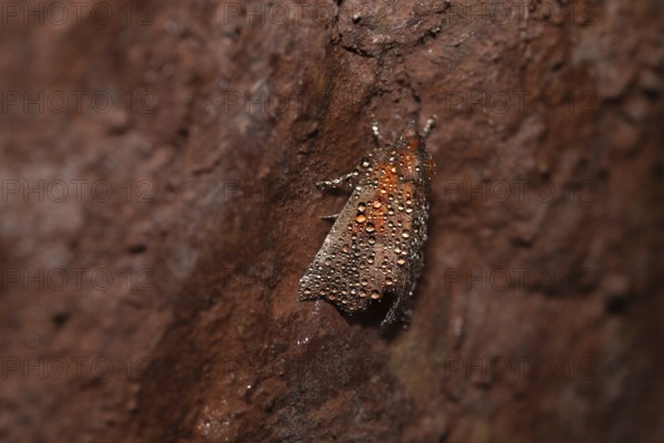 Herald (Scoliopteryx libatrix), other names Cinnamon Owl, Crab Soup Owl, Orange-coloured Scops Owl,
