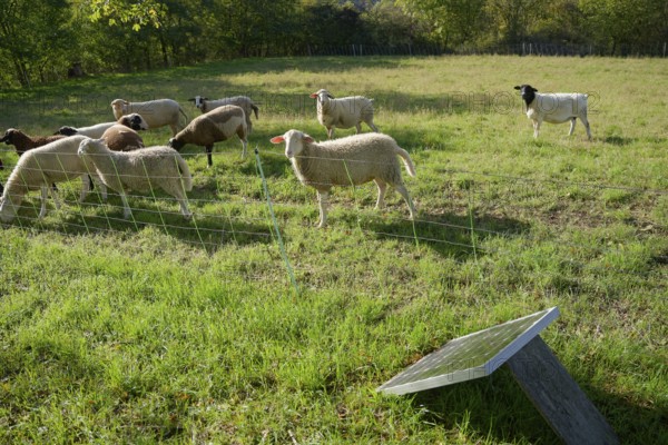 Electric fence for herd protection, wolf prevention, wolf prevention, herd protection measure,