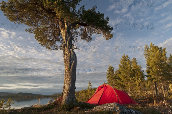 Tent at Lake Gutulisjoen, Gutulia National Park, Hedmark Fylke, Norway, Bivouac, Norway, Europe