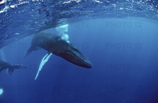 Humpback whale, calf, Megaptera novaeangliae, Silverbanks, Caribbean Sea, Dominican Republic,