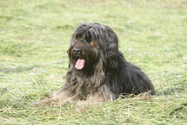 A long-haired fawn-coloured dog lying relaxed in a meadow, Briard, Berger de Brie