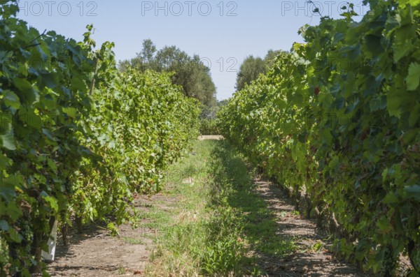 Beautiful vine of European grapes in Uruguayan winery in Canelos region. Moscato grapes