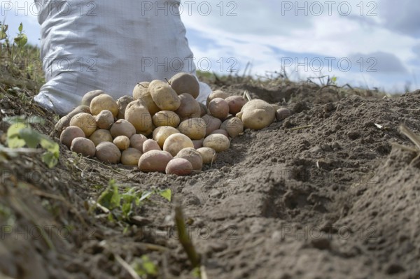 Newly dug potatoes in a organic family farm field, low angle view on rich brown earth in a concept
