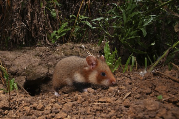 European hamster (Cricetus cricetus), young animal at the burrow, Thuringia
