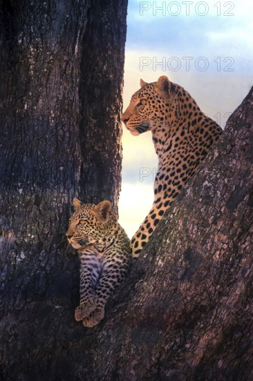 Leopard, with young, 6 months, old, Panthera pardus, Botswana, Botswana, Botswana, Africa