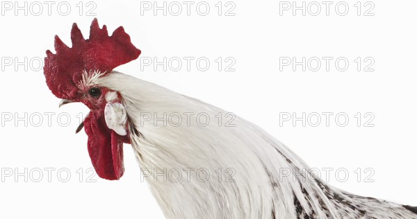 Brakel or Braekel Chicken, a Belgian Breed, Cockerel against White Background