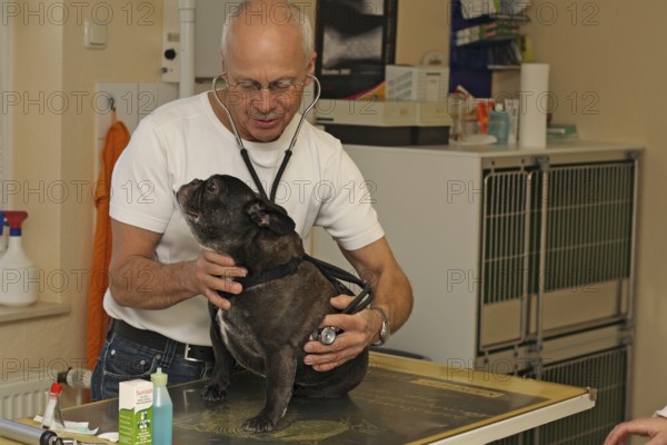 French bulldog at the vet. Being listened to with a stethoscope