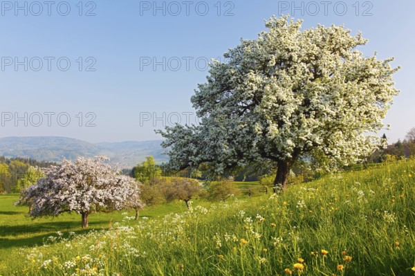 Pear tree, orchard, Deggenhausertal, Baden-Württemberg (Pyrus communis), pear tree, Germany, Europe
