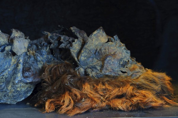 Bog body of Husbaeke, Landesmuseum Oldenburg, Lower Saxony, Germany, Europe