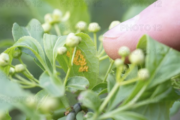 Seven-spott ladybird (Coccinella septempunctata), finger pointing to eggs under a leaf, Velbert,