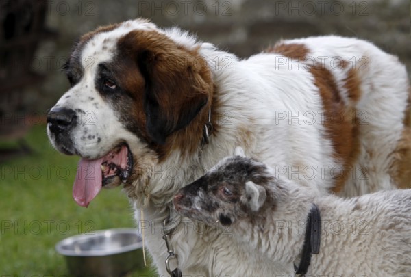 St Bernard with lamb