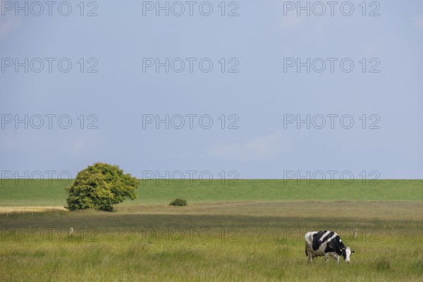 A cow grazing on a wide pasture, in the background is a tree under a blue sky, wangerland, lower