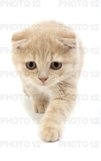 Cream Scottish Fold Domestic Cat, 2 Months Old Kitten against White Background