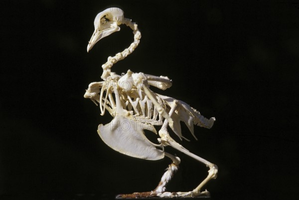 Carrier pigeon, skeleton of an adult against a black background