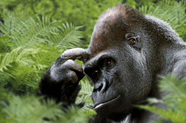 Westen Gorilla, silverback (Gorilla gorilla gorilla)
