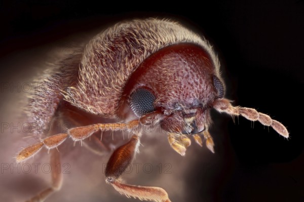 Drugstore beetle (Stegobium paniceum) in front of black background