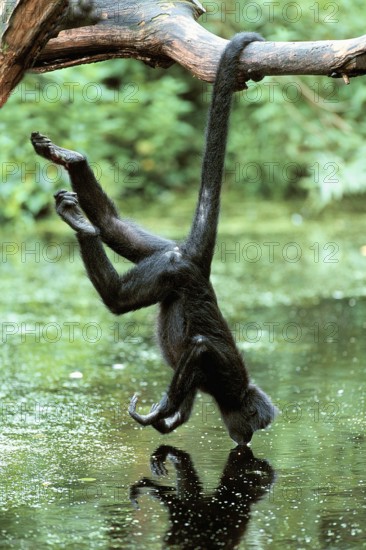 Black Spider Monkey (Ateles paniscus)
