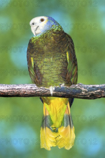 St. Vincent Amazon, Guilding's Amazon (Amazona guildingii), Koenigsamazone, Königsamazone, Karibik,