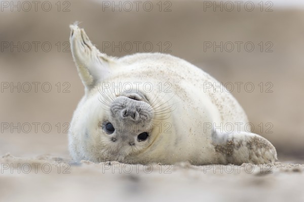 Grey Seal (Halichoerus grypus), Heligoland, Schleswig-Holstein, Germany, Europe