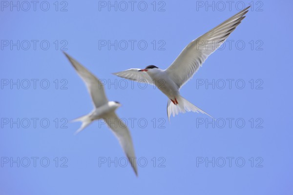 Common terns (Sterna hirundo) , eligible