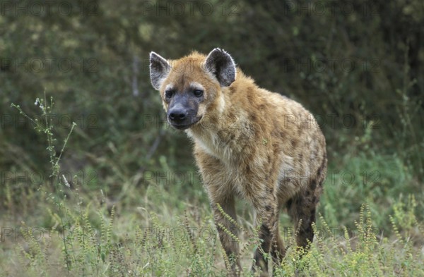 Spotted Hyena (crocuta crocuta), Adult standing on Grass, Masai Mara Park in Kenya