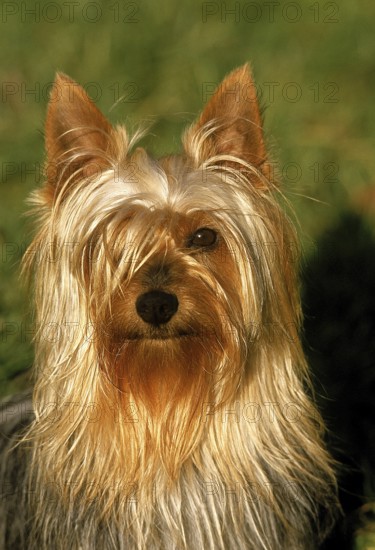Silky Terrier, portrait of an Adult