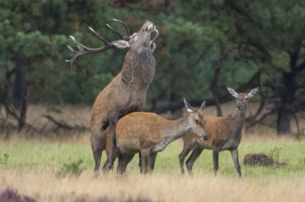 Red deer (Cervus elaphus) couple, copulating, Hooge Veluve National Park, Netherlands