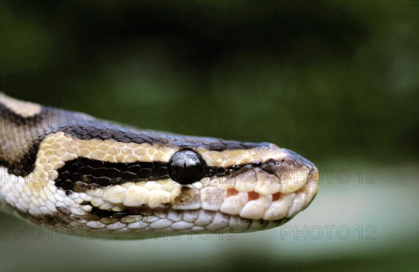 ROYAL PYTHON (python regius), CLOSE-UP OF HEAD