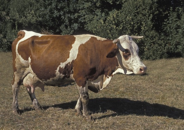 Montbeliarde domestic cattle, a French breed