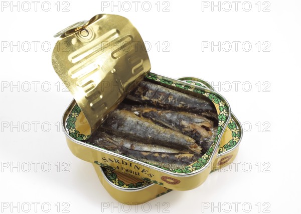 Sardine, Sardines, Other animals, Fish, Animals, Herring-like, TIN OR CAN OF SARDINES against white
