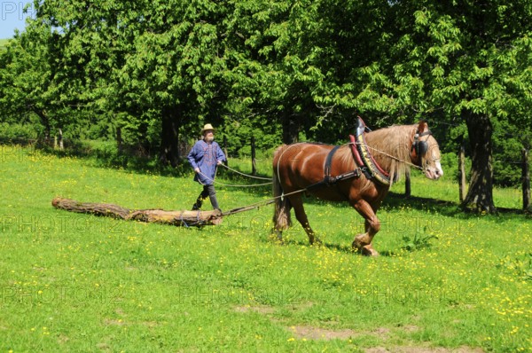 Black Forest chestnut, coldblood, coldblood horse, draft horse, wooden back, traditional equipment,