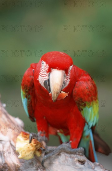 Green-winged Macaw (Ara chloroptera), eating apple