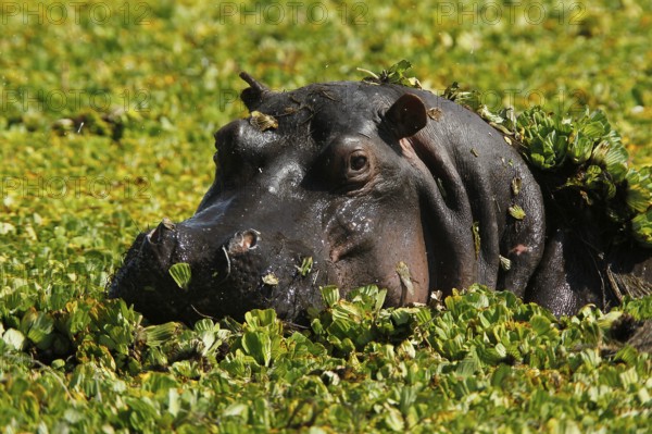Hippopotamus (hippopotamus amphibius), Adult standing in Swamp full of Water Lettuce, Masai Mara