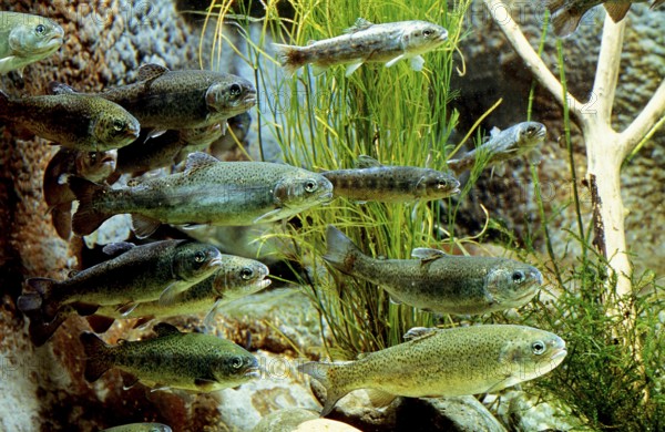 Brown Trout (salmo trutta fario), Group of Juveniles