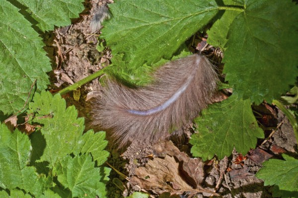 Edible Dormouse (Glis glis), thrown off tail, Lower Saxony, Germany, Europe