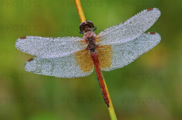 Spotted Darter Dragonfly (Sympetrum flaveolum) , Dew, Goldenstedter Moor, Lower Saxony, Germany,