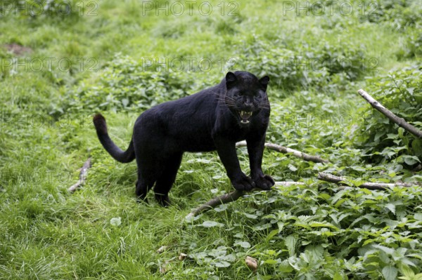 Black Panther (panthera pardus), Adult snarling in Defensive Posture
