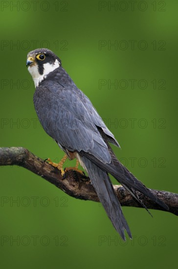 Hobby (Falco subbuteo), Baumfalke, [Europa, europe, Vogel, Voegel, birds, Greifvoegel, birds of