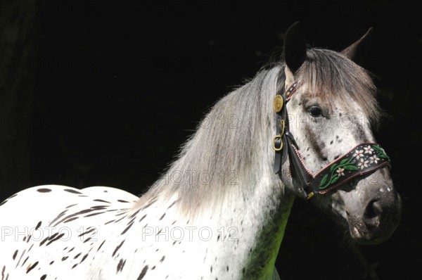 Noriker coldblood, mare, coldblood horse, tiger piebald, traditional halter